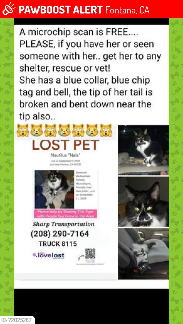 Lost Female Cat last seen 19/Northstar truck stop 14416 slover & cherry av Fontana CA 92337, Fontana, CA 92337