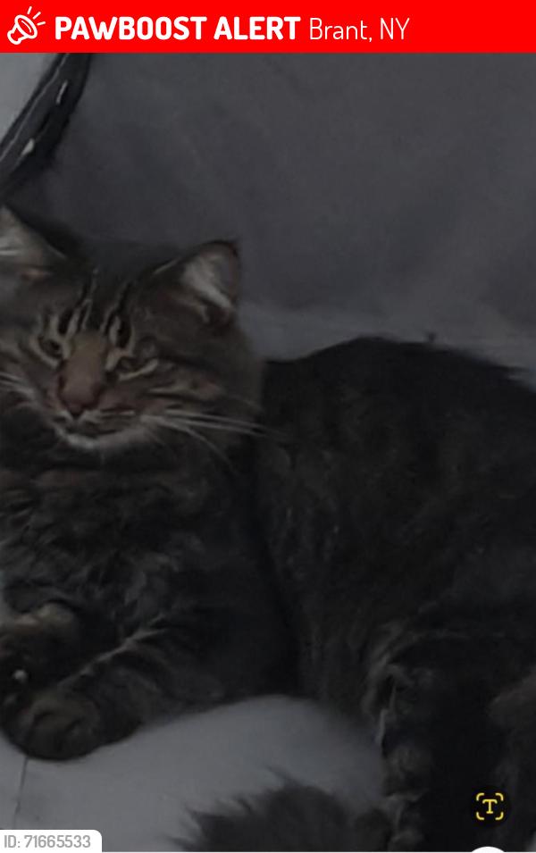 Lost Male Cat last seen Cain rd. + Morley rd. North Collins NY, Brant, NY 14006