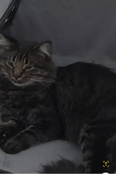 Lost Male Cat last seen Cain rd. + Morley rd. North Collins NY, Brant, NY 14006