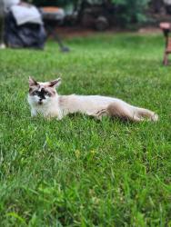 Lost Female Cat last seen Modoc road , Worthington, OH 43085