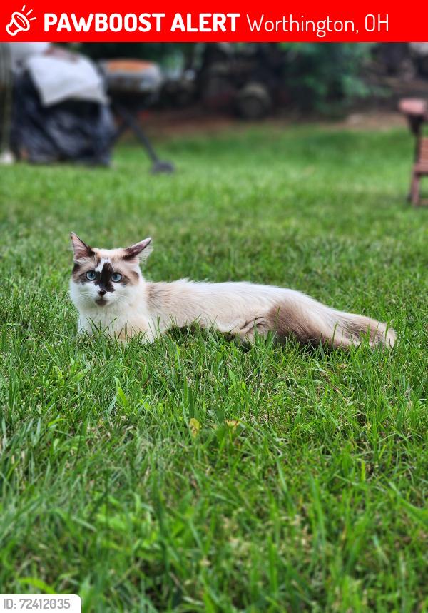 Lost Female Cat last seen Modoc road, Worthington, OH 43085