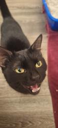 Found/Stray Female Cat last seen N 7th St and E Bell Rd, Phoenix, AZ 85022