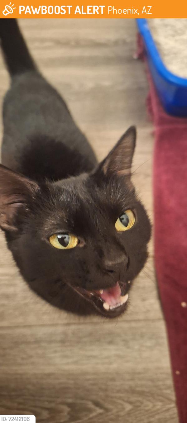 Found/Stray Female Cat last seen N 7th St and E Bell Rd, Phoenix, AZ 85022