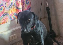 Lost Female Dog last seen S Old Cincinnati Rd Lincoln Arkansas 72744 , Lincoln, AR 72744