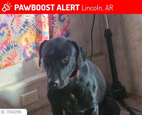 Lost Female Dog last seen S Old Cincinnati Rd Lincoln Arkansas 72744 , Lincoln, AR 72744