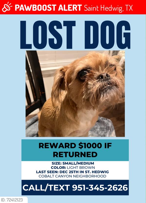 Lost Female Dog last seen Abbott &1518, Saint Hedwig, TX 78152