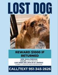 Lost Female Dog last seen Abbott &1518, Saint Hedwig, TX 78152