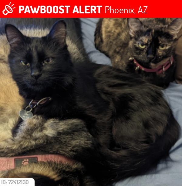 Lost Female Cat last seen N 7th St and E Bell Rd, Phoenix, AZ 85022