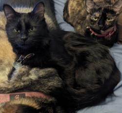 Lost Female Cat last seen N 7th St and E Bell Rd, Phoenix, AZ 85022