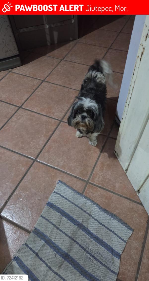 Lost Female Dog last seen Jiutepec , Jiutepec, Mor. 62577