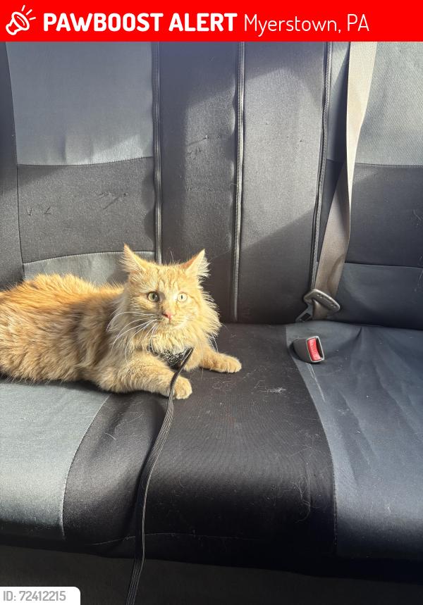 Lost Male Cat last seen Near N Market St, Myerstown, PA 17067, Myerstown, PA 17067