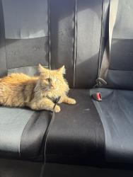 Lost Male Cat last seen Near N Market St, Myerstown, PA 17067, Myerstown, PA 17067