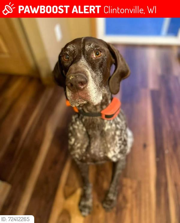 Lost Male Dog last seen Stueck Rd, Belle Plain / Clintonville WI, Clintonville, WI 54929