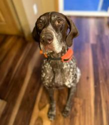 Lost Male Dog last seen Stueck Rd, Belle Plain / Clintonville WI, Clintonville, WI 54929