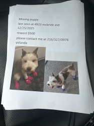 Lost Female Dog last seen Near McBride ave Cleveland Ohio 44127, Cleveland, OH 44127