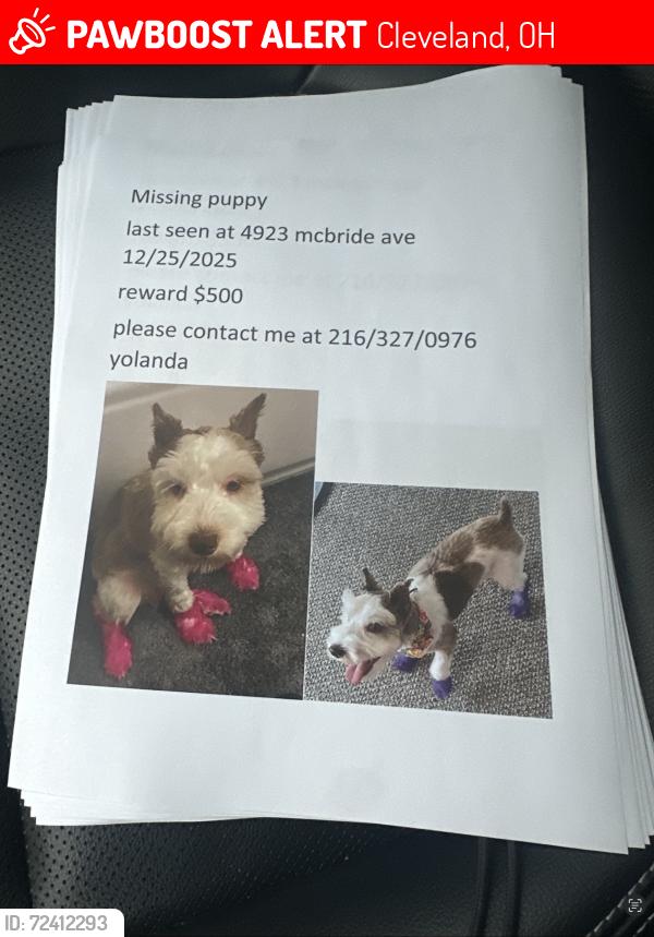 Lost Female Dog last seen Near McBride ave Cleveland Ohio 44127, Cleveland, OH 44127