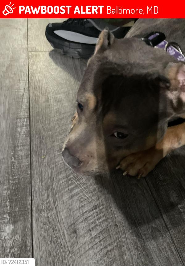 Lost Female Dog last seen West side shopping center , Baltimore, MD 21223