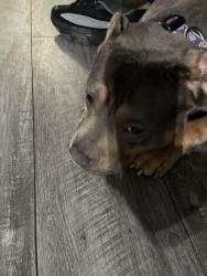 Lost Female Dog last seen West side shopping center , Baltimore, MD 21223