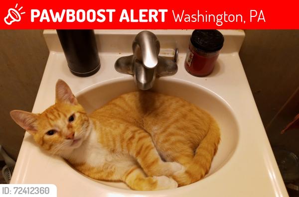 Lost Male Cat last seen Intersection of RT 221 and Vaneal Rd , Washington, PA 15301