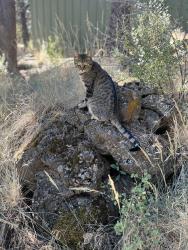 Lost Male Cat last seen Cross street: NE Tango Creek Ave, Bend, OR 97701