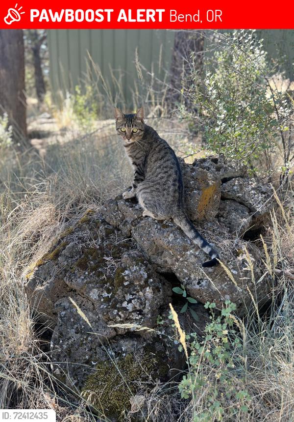 Lost Male Cat last seen Cross street: NE Tango Creek Ave, Bend, OR 97701