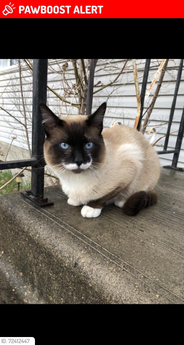 Lost Male Cat last seen Borland rd , La Broquerie, MB R0A 0W2