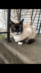 Lost Male Cat last seen Borland rd , La Broquerie, MB R0A 0W2