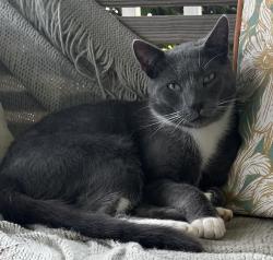 Lost Male Cat last seen East Lake Road and Russell Drive, McDonough, GA 30252