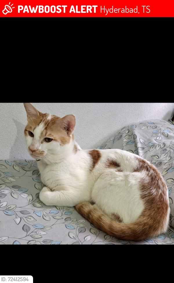Lost Male Cat last seen Ujaleshah masjid, Hyderabad, TS 500059