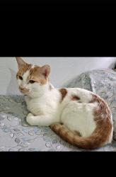 Lost Male Cat last seen Ujaleshah masjid, Hyderabad, TS 500059