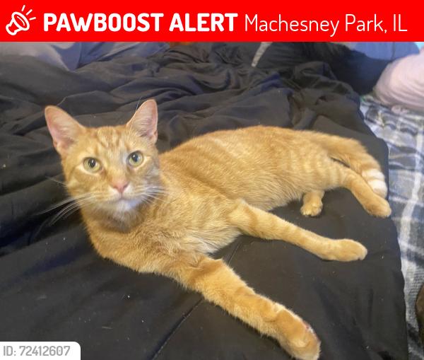 Lost Male Cat last seen North third street, Machesney Park, IL 61115