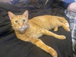 Lost Male Cat last seen North third street, Machesney Park, IL 61115