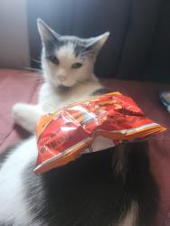 Lost Male Cat last seen Bush Street, Oceanside, CA 92058