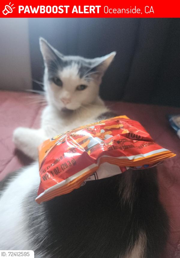 Lost Male Cat last seen Bush Street, Oceanside, CA 92058