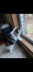 Lost Female Cat last seen Slope Wood Bend, Marietta, GA 30062