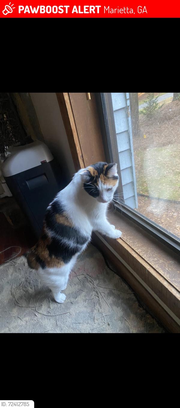 Lost Female Cat last seen Slope Wood Bend, Marietta, GA 30062