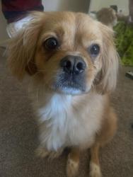 Lost Male Dog last seen Centro circle , Shenandoah, TX 77385
