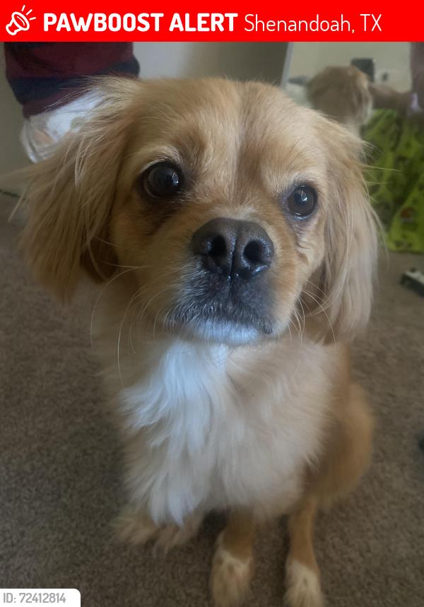 Lost Male Dog last seen Centro circle , Shenandoah, TX 77385