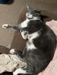 Lost Male Cat last seen From rolling hills mobile terrace , Fairview, OR 97024