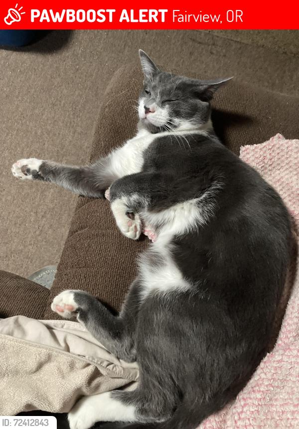 Lost Male Cat last seen From rolling hills mobile terrace , Fairview, OR 97024
