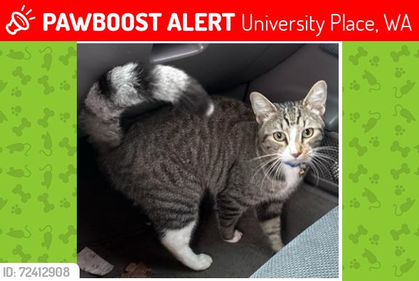 Lost Male Cat last seen 27th and Bridgeport, University Place, WA 98466