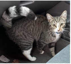 Lost Male Cat last seen 27th and Bridgeport, University Place, WA 98466