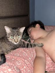 Reunited Female Cat last seen Linden Park Broadway/Columbus, Tucson, AZ 85711