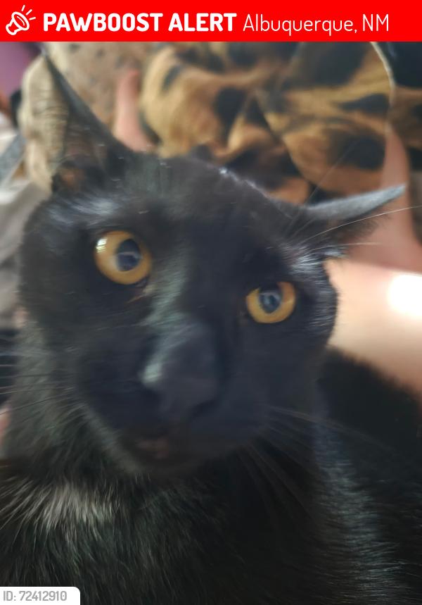 Lost Male Cat last seen Graceland  between Menaul and Candelaria, Albuquerque, NM 87110