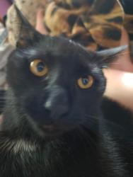 Lost Male Cat last seen Graceland  between Menaul and Candelaria, Albuquerque, NM 87110