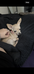 Lost Female Dog last seen Chandler st , San Antonio, TX 78222