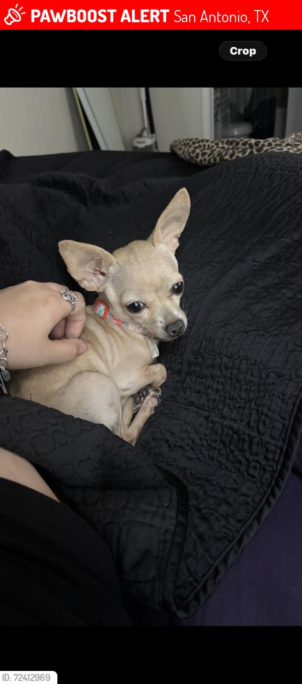 Lost Female Dog last seen Chandler st , San Antonio, TX 78222
