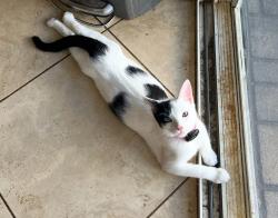 Lost Female Cat last seen Kalanipuu st off of lunalilo  road, Honolulu, HI 96825