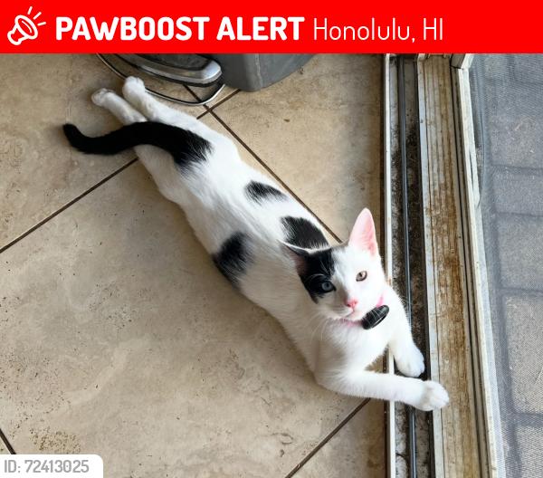 Lost Female Cat last seen Kalanipuu st off of lunalilo  road, Honolulu, HI 96825