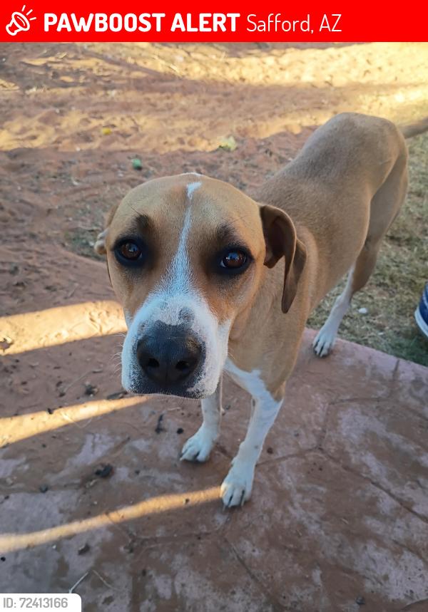 Lost Female Dog last seen Lebanon loop , Cactus Flat, AZ 85546